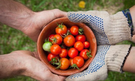 Two people hold a terracotta bowl filled with freshly picked cherry tomatoes. One, wearing dotted gardening gloves, and the other with bare hands, enjoy the harvest. The grassy setting reflects NBIS’s commitment to community wellness.